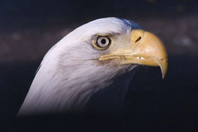 Bald Eagle Bald Eagle