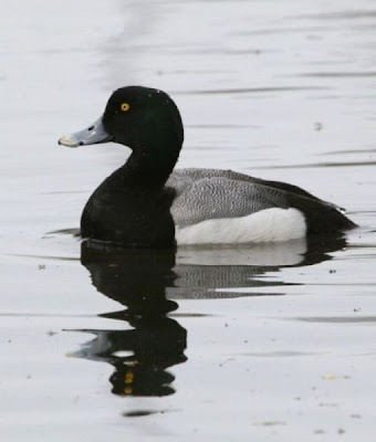 Aythya marila,
Bergente,
fuligule milouinan,
Greater Scaup,
Moretta grigia,
Pato boludo-mayor,
Porrón Bastardo,
Zarro-bastardo Aythya marila,
Bergente,
fuligule milouinan,
Greater Scaup,
Moretta grigia,
Pato boludo-mayor,
Porrón Bastardo,
Zarro-bastardo