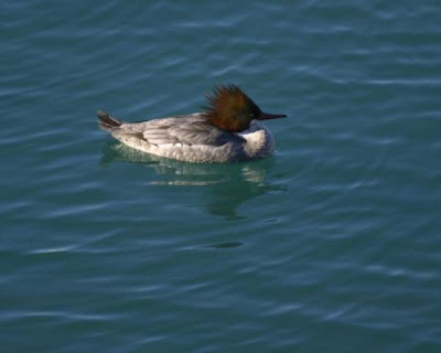 Common Merganser Common Merganser