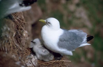 Black-legged Kittiwake Black-legged Kittiwake