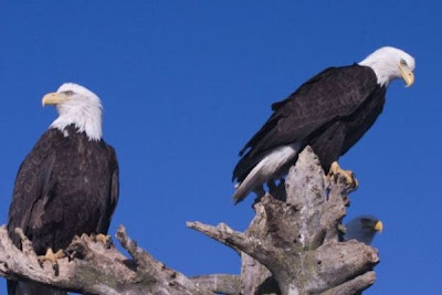 Bald Eagle Bald Eagle