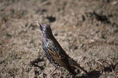 Common Starling Common Starling