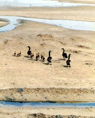 Habitat Restoration