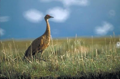 Grus canadensis,
Grou do Canad&aacute;,
Gru canadese,
grue du Canada,
Grulla Canadiense,
Grulla gris,
Kanadakranich,
Sandhill Crane