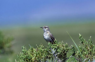 Sage Thrasher