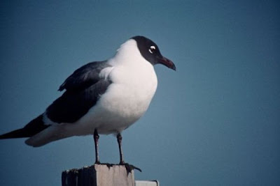 Laughing Gull Laughing Gull