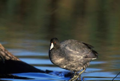 American Coot American Coot