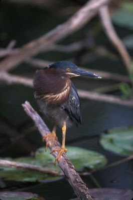 Butorides virescens,
Airone verde,
Garceta verde,
Garcita verdosau,
Green Heron,
Gr&uuml;nreiher,
h&eacute;ron vert,
Soc&oacute;-mir&iacute;m
