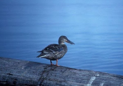Canard souchet Canard souchet