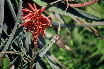 Calypte anna,
Anna's Hummingbird,
Colibr&iacute; cabeza roja