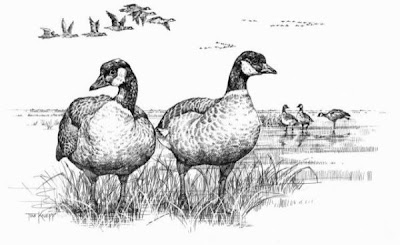 Branta canadensis leucognaphalus Branta canadensis leucognaphalus