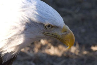 Bald Eagle Bald Eagle
