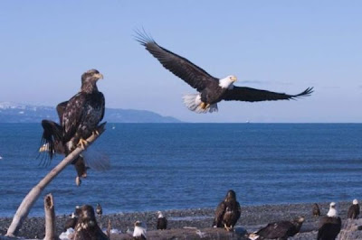 Bald Eagle Bald Eagle