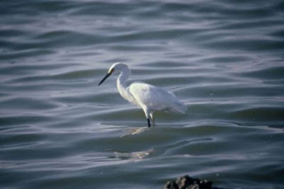 Aigrette neigeuse Aigrette neigeuse