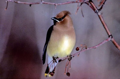Bombycilla cedrorum,
Ampelis Americano,
Ampelis chinito,
Beccofrusone dei cedri,
Cedar Waxwing,
jaseur d'Am&eacute;rique,
Zedernseidenschwanz