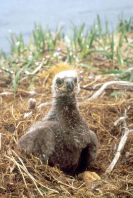 Bald Eagle Bald Eagle