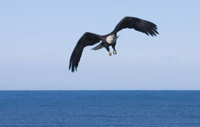 Bald Eagle Bald Eagle