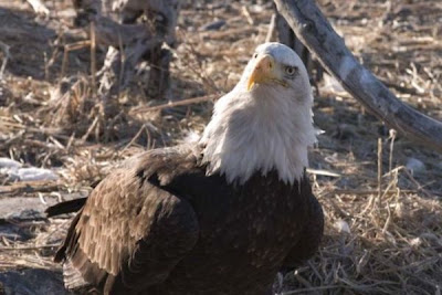 Bald Eagle Bald Eagle