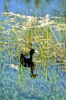 American Coot American Coot