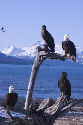 Bald Eagle Bald Eagle