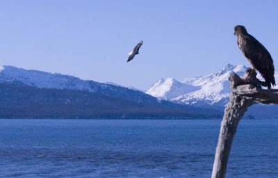 Bald Eagle Bald Eagle