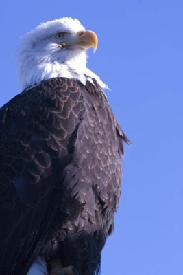 Bald Eagle Bald Eagle