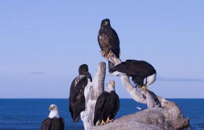 Bald Eagle Bald Eagle
