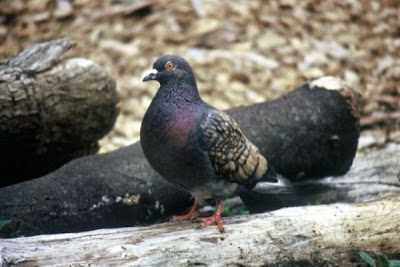 Common Pigeon Common Pigeon
