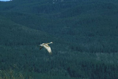 Grus canadensis,
Grou do Canad&aacute;,
Gru canadese,
grue du Canada,
Grulla Canadiense,
Grulla gris,
Kanadakranich,
Sandhill Crane