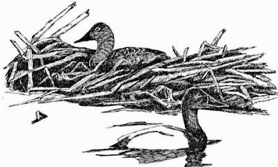 Canvasback Canvasback