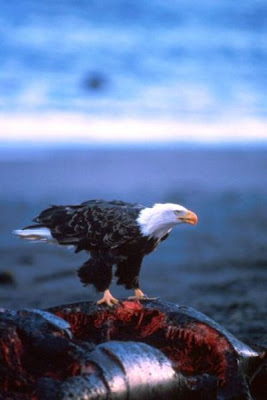 Bald Eagle Bald Eagle