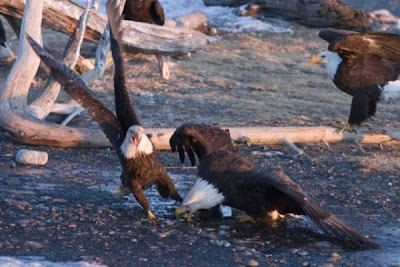 Bald Eagle Bald Eagle