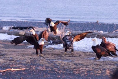 Bald Eagle Bald Eagle