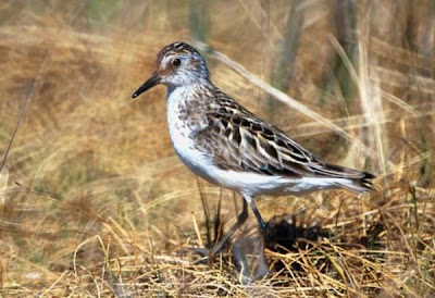 Calidris pusilla,
b&eacute;casseau semipalm&eacute;,
Correlimos Semipalmeado,
Pilrito-semipalmado,
Piro-piro semipalmato,
Playero semipalmeado,
Sandstrandl&auml;ufer,
Semipalmated Sandpiper