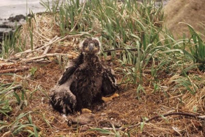 Bald Eagle Bald Eagle