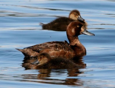 Aythya marila,
Bergente,
fuligule milouinan,
Greater Scaup,
Moretta grigia,
Pato boludo-mayor,
Porrón Bastardo,
Zarro-bastardo Aythya marila,
Bergente,
fuligule milouinan,
Greater Scaup,
Moretta grigia,
Pato boludo-mayor,
Porrón Bastardo,
Zarro-bastardo