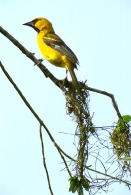 Icterus gularis,
Altamira Oriole,
Bolsero de Altamira