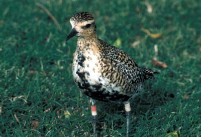 Pacific Golden-Plover