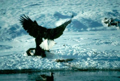 Bald Eagle Bald Eagle