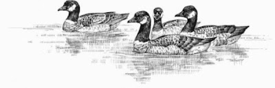 Branta canadensis leucognaphalus Branta canadensis leucognaphalus
