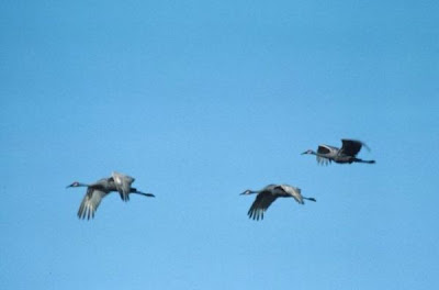 Grus canadensis,
Grou do Canad&aacute;,
Gru canadese,
grue du Canada,
Grulla Canadiense,
Grulla gris,
Kanadakranich,
Sandhill Crane