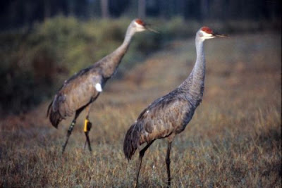 Grus canadensis,
Grou do Canad&aacute;,
Gru canadese,
grue du Canada,
Grulla Canadiense,
Grulla gris,
Kanadakranich,
Sandhill Crane