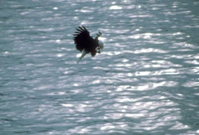 Bald Eagle Bald Eagle