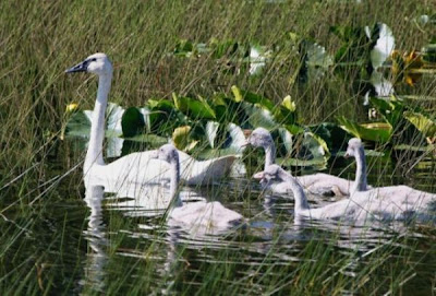 Cygne chanteur