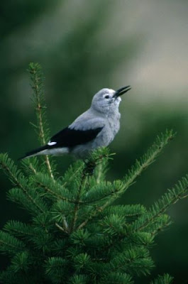 Clark's Nutcracker Clark's Nutcracker