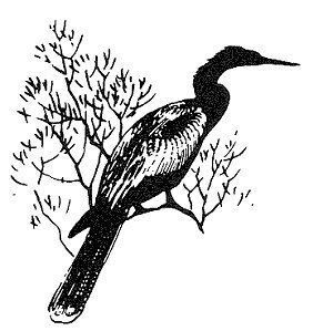 Anhinga,
Anhingas