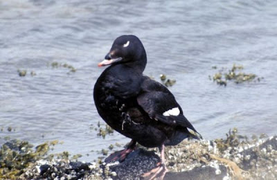 Velvet Scoter