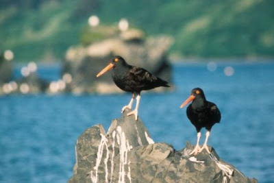 Haematopus bachmani,
Black Oystercatcher,
Ostrero negro