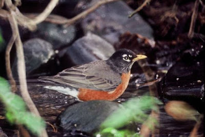 American Robin American Robin