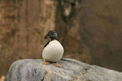 Atlantic Puffin Atlantic Puffin